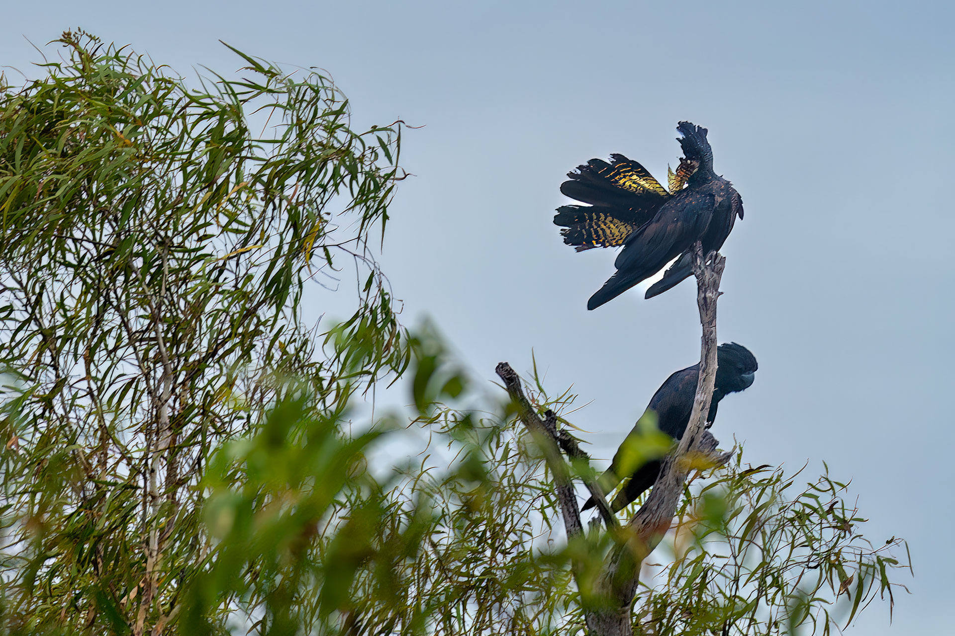 Kakadu National Park - Schwarze und seltene rot angebundene Schwarze Kakadus